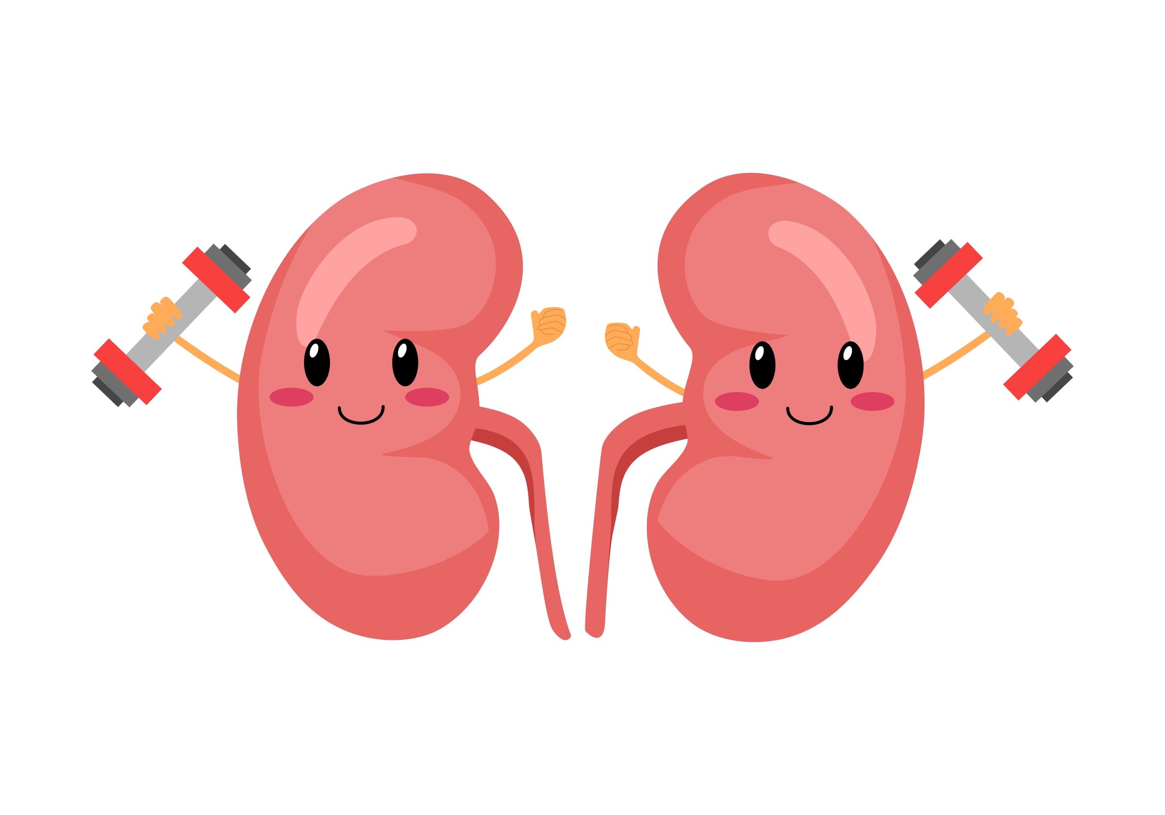 Healthy kidney