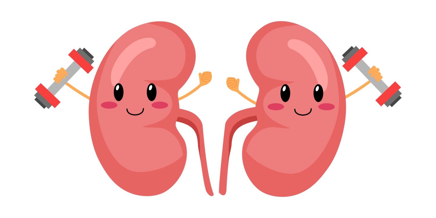 Healthy kidney